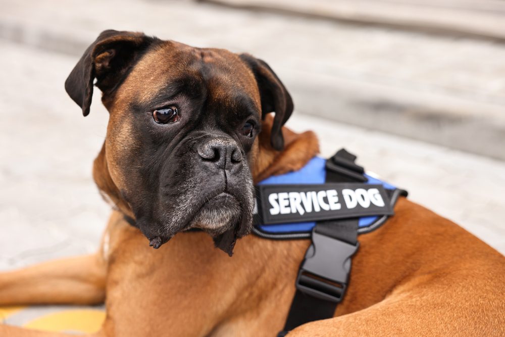 Emotional Support Animal Laws in Alabama: What You Must Know