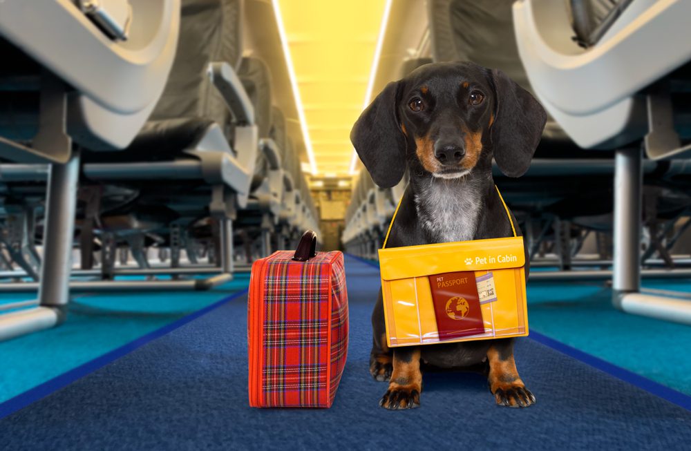 dachshund holding bag on airplane