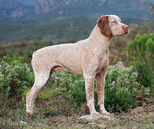 braque du bourbonnais is a mixed breed