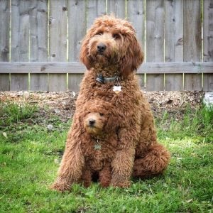 Double Doodle: The New Craze | Breed Overview