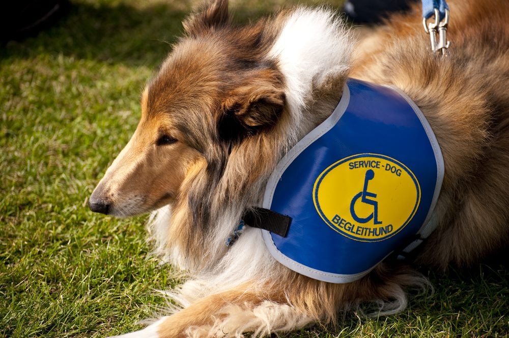 can a landlord refuse a service dog