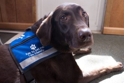 lab wearing therapy dog vest