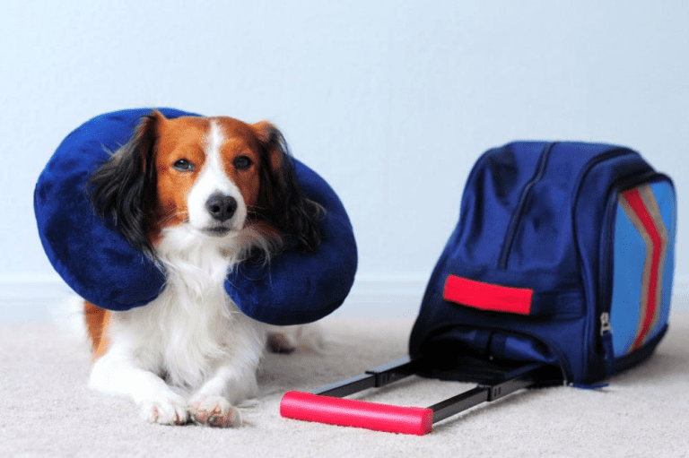 Spirit Airlines Pet Policy 2019 ESA & Service Animal Rules