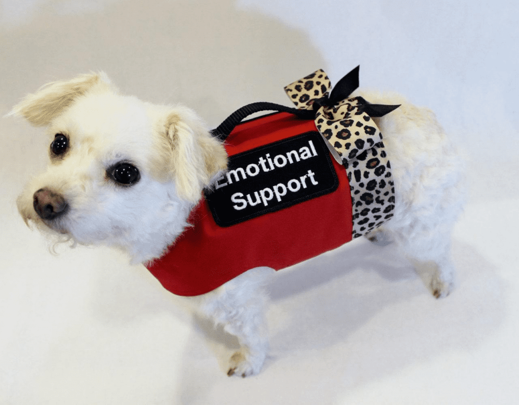 emotional-support-dog-how-to-get-one-how-they-help