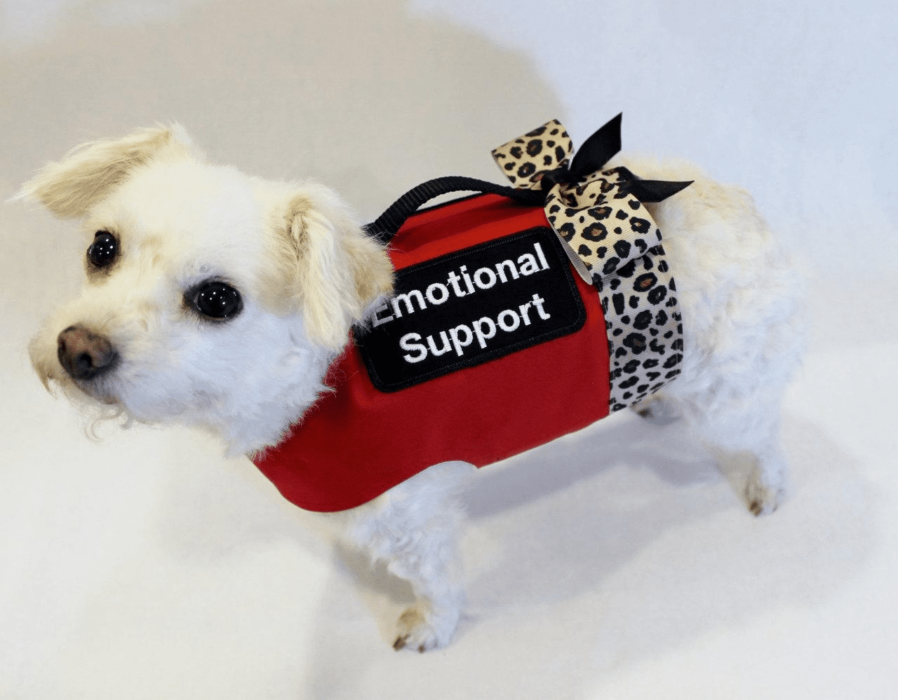 Emotional Support Dog | How To Get One & How They Help