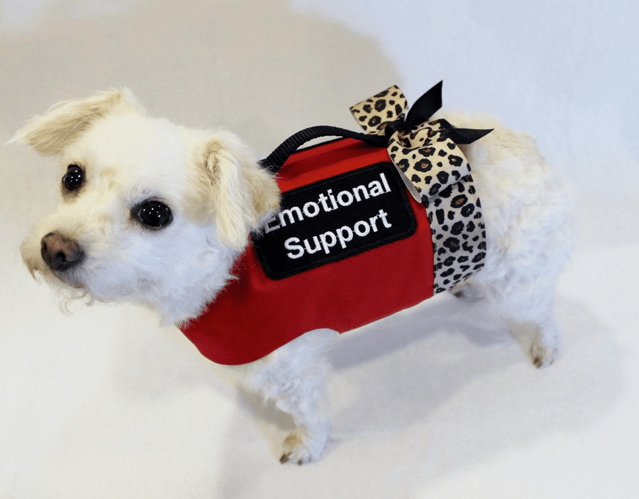 Get my dog registered emotional best sale support animal