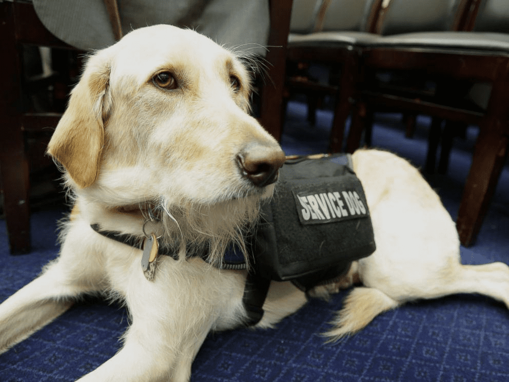 Emotional support animal store ptsd