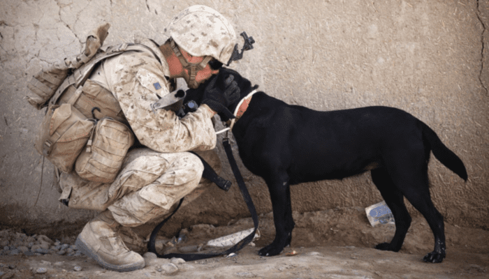 Emotional Support Animal For PTSD