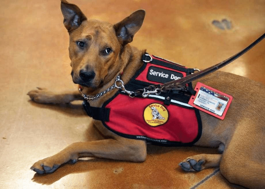 can a service dog live with another dog