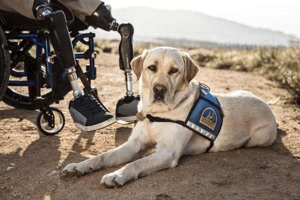 are service dogs covered by insurance