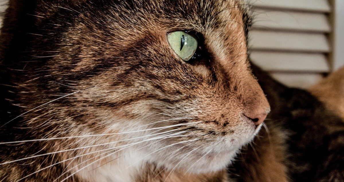 Emotional Support Cats | Benefits & How To Register Your Cat