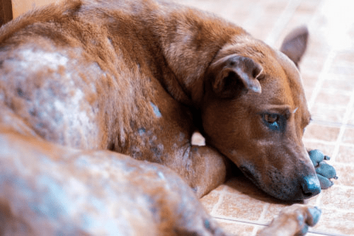 does giving a bath to dog with mites help