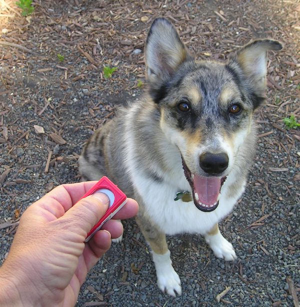 clicker-training-dogs