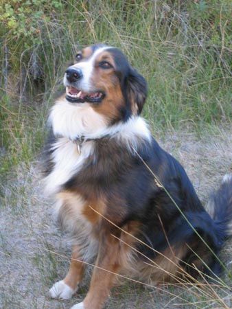 english shepherd chow mix