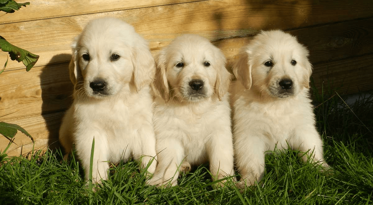 Cool Puppy Girl Dog Names