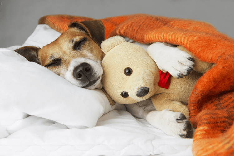 Best melatonin for outlet dogs