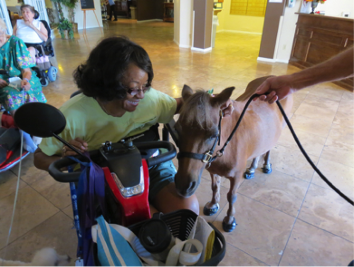 Miniature Horses as Service Animals | What Can They Do?