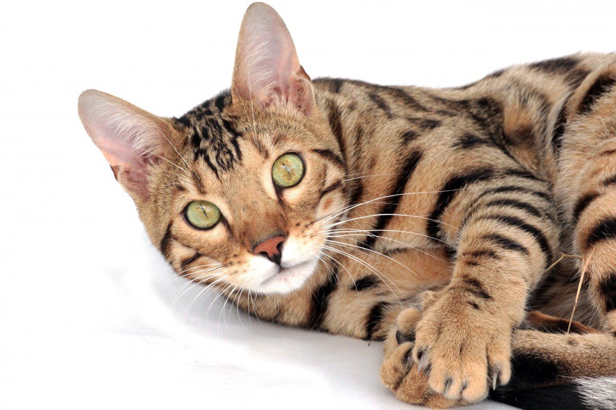 Finnish clearance cat breeds