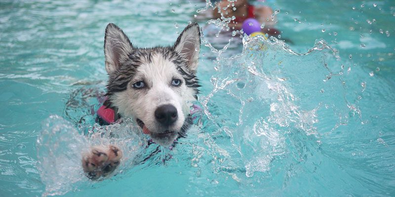 US Service Animals - Emotional Support Animals and Apartment Pool Policies