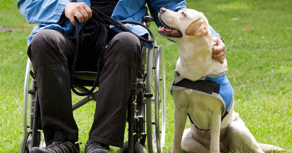 Wheelchair Assistance Dogs
