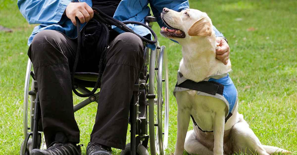 First Community Service Dog Can Do Canines