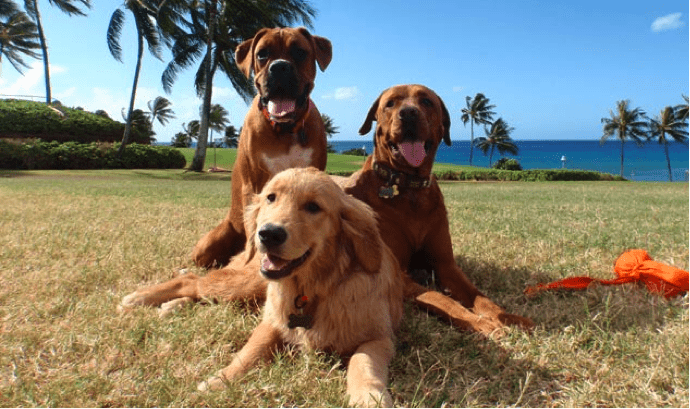 Service Dog Laws in Hawaii