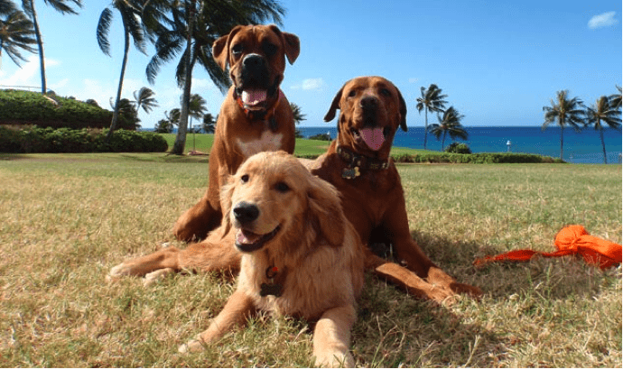 do dogs like being therapy dogs