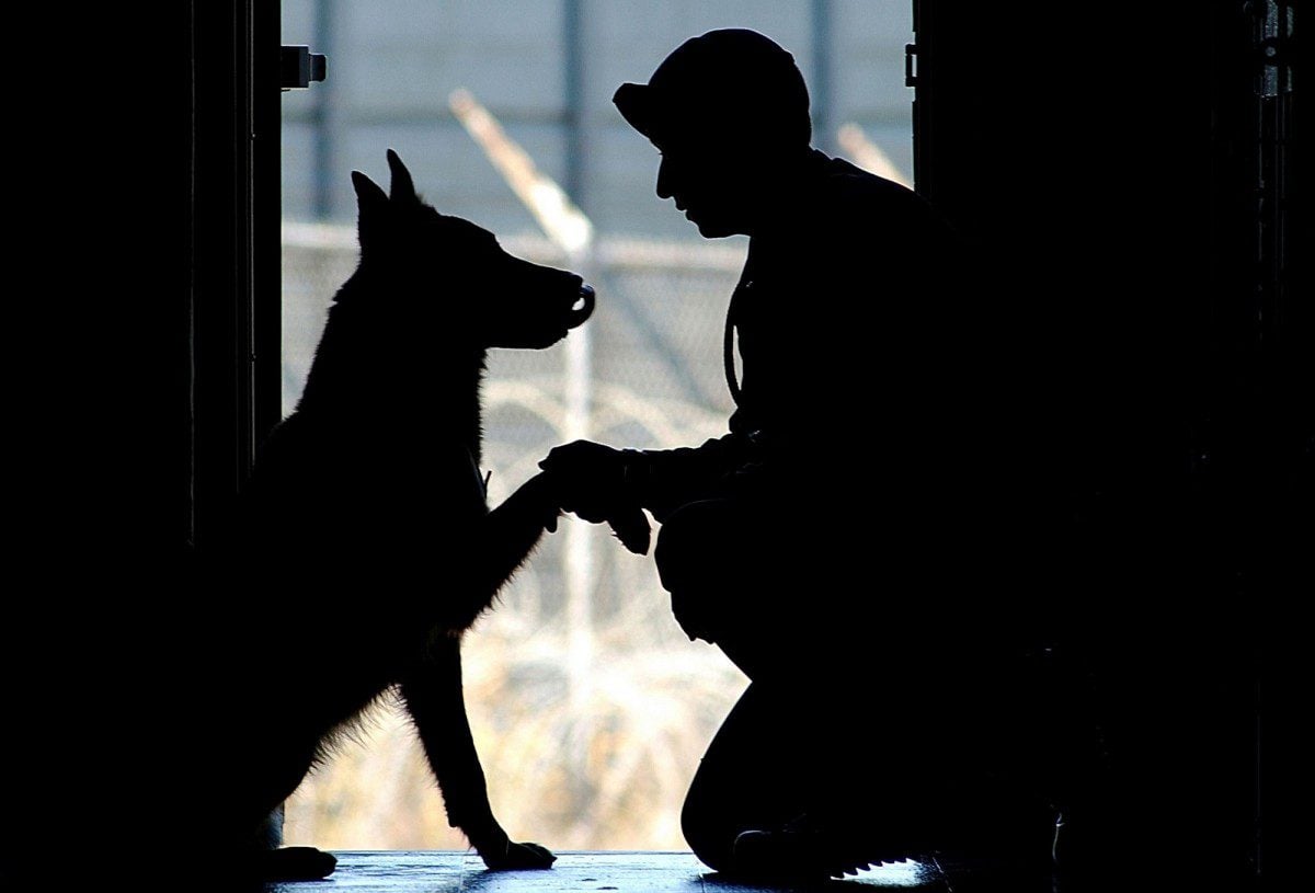 do border collies make good service dogs