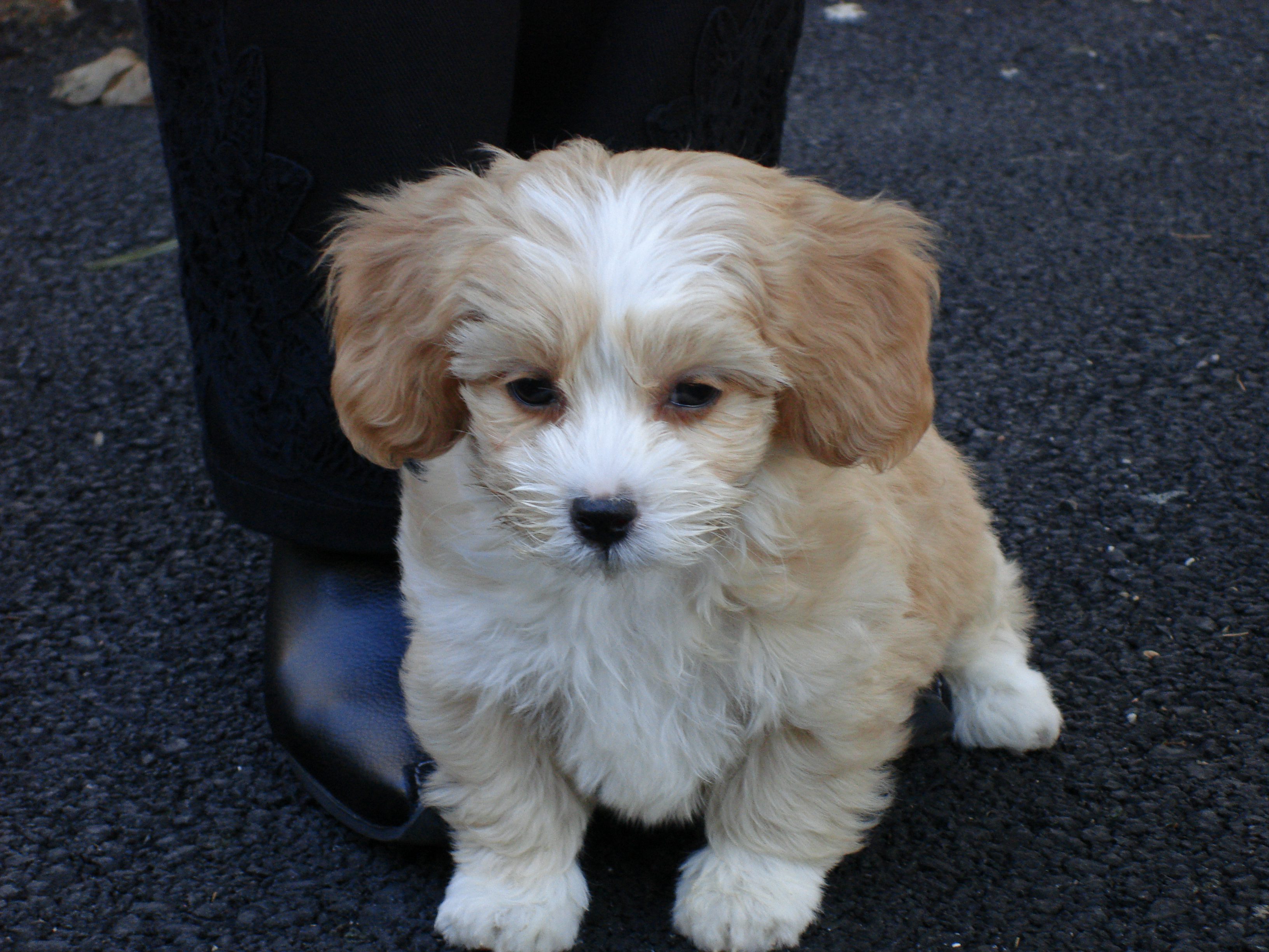 corgi poodle mix puppies