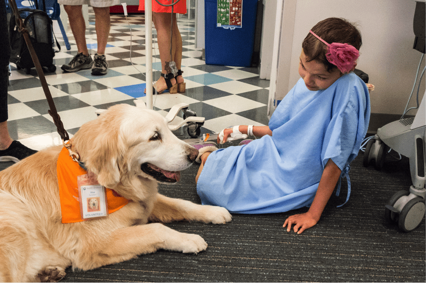 halo therapy dog