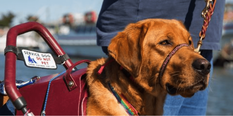 The Different Types of Service Animals & How They Can Help