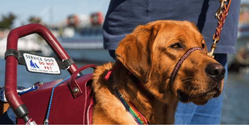 What Are Different Types Of Service Animals