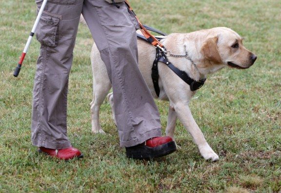 How To Get A Service Dog