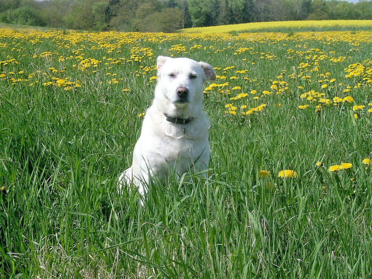 how much cetirizine can a dog take