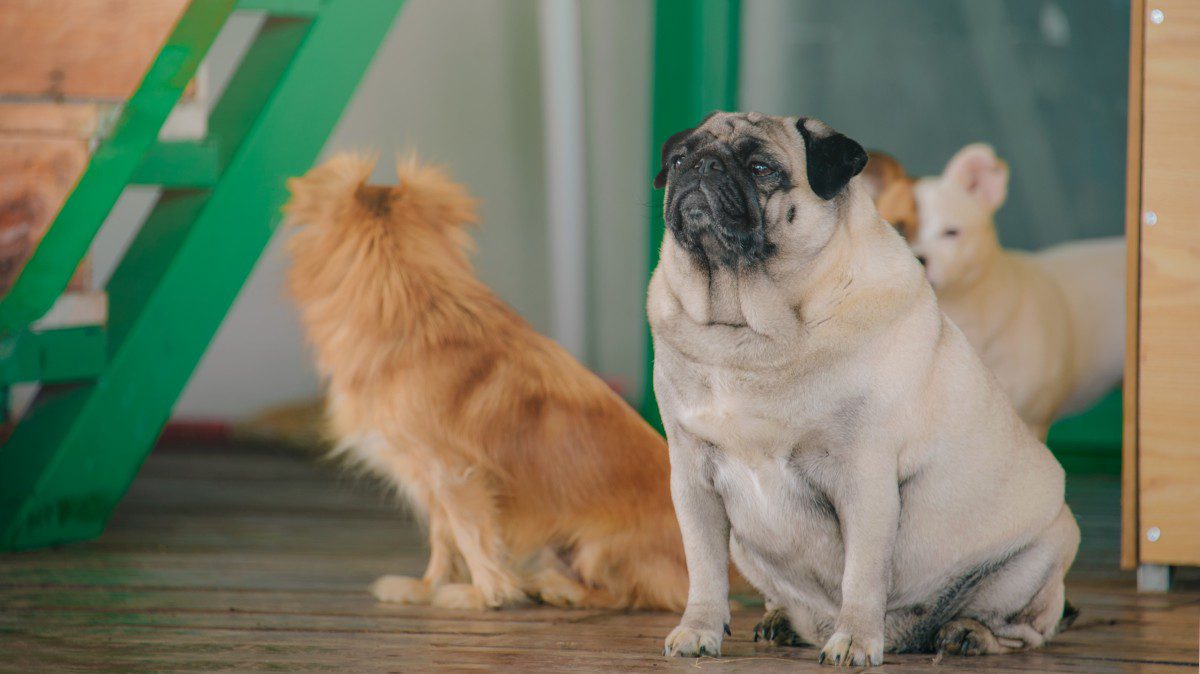 how to get your dog to be a therapy dog