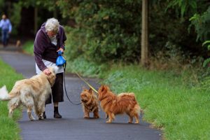 Dog with Senior