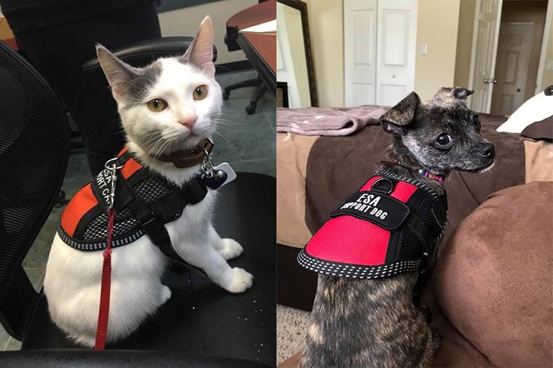 emotional support animal cats