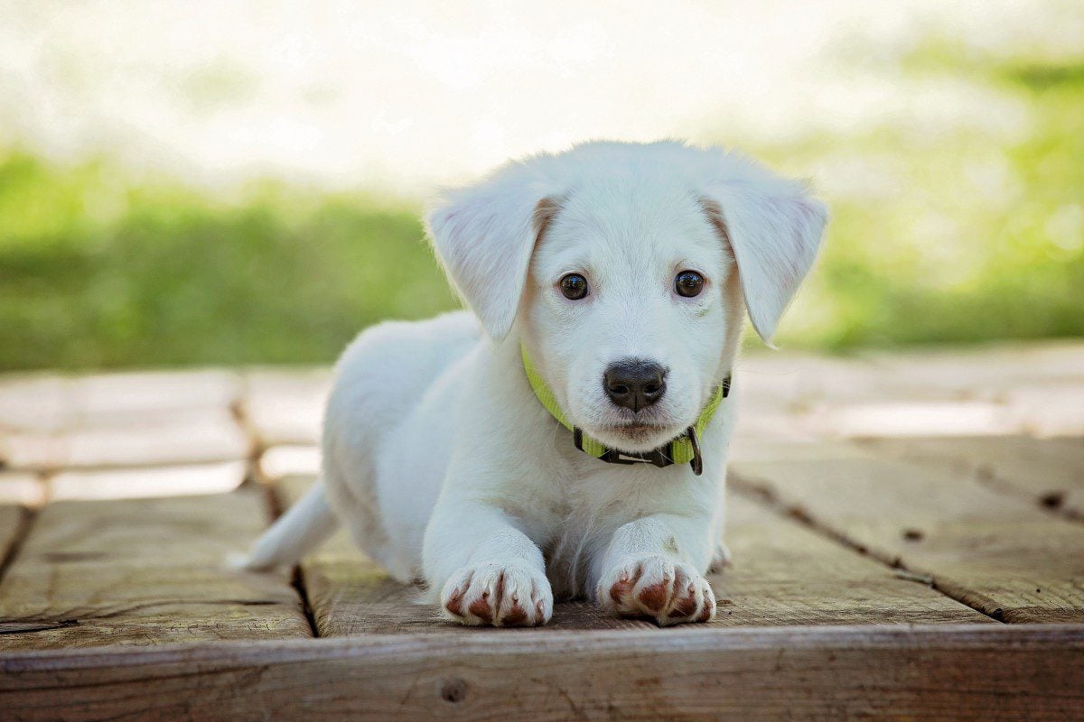 how to house train a english setter puppy