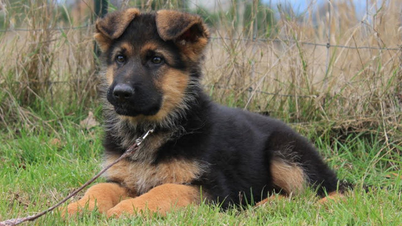 Smallest German Shepherd In The World