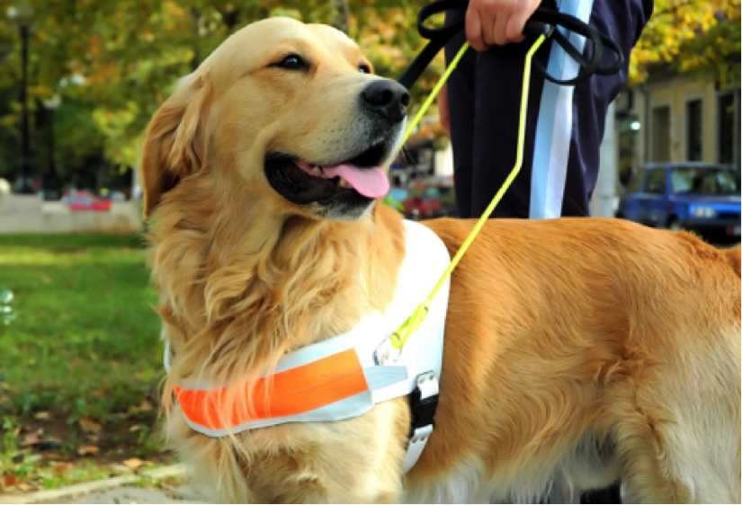 are service dogs in training covered in california