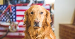 Golden Retriever ESA Service Dog
