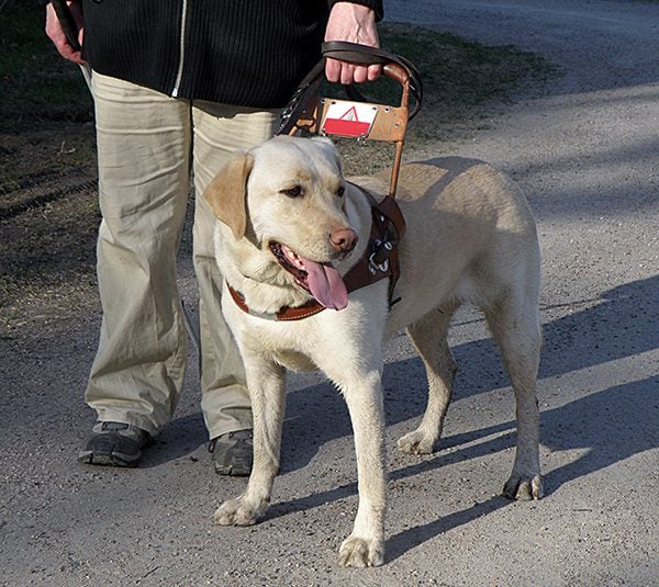 best leash for service dog