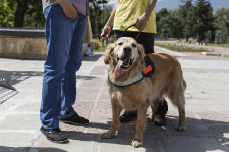 Service Dog for Fibromyalgia