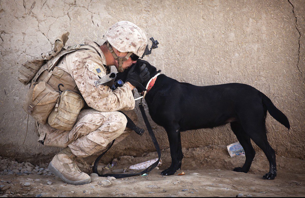 are ptsd dogs service dogs