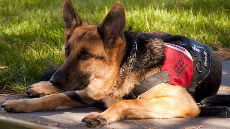 Service dog hot sale gear list