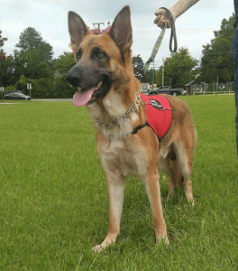 Service Dog For Anxiety