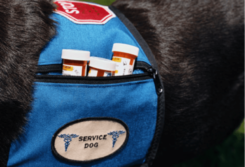 what qualifies a dog to be a service dog