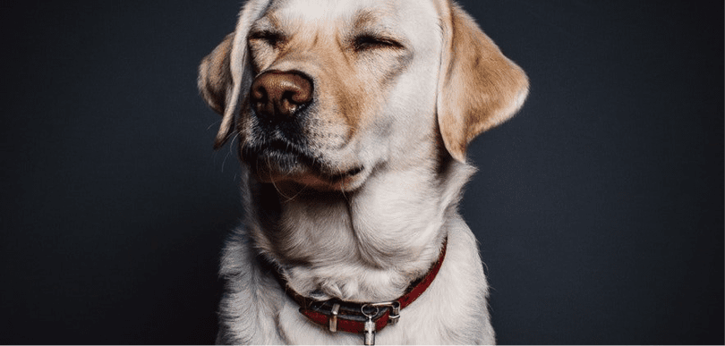 can service dogs sense migraines