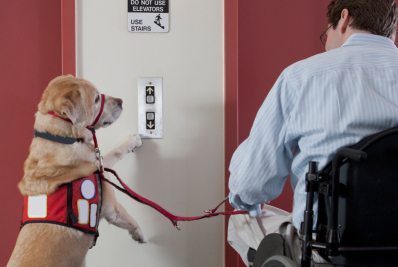 do service dogs need to wear a leash