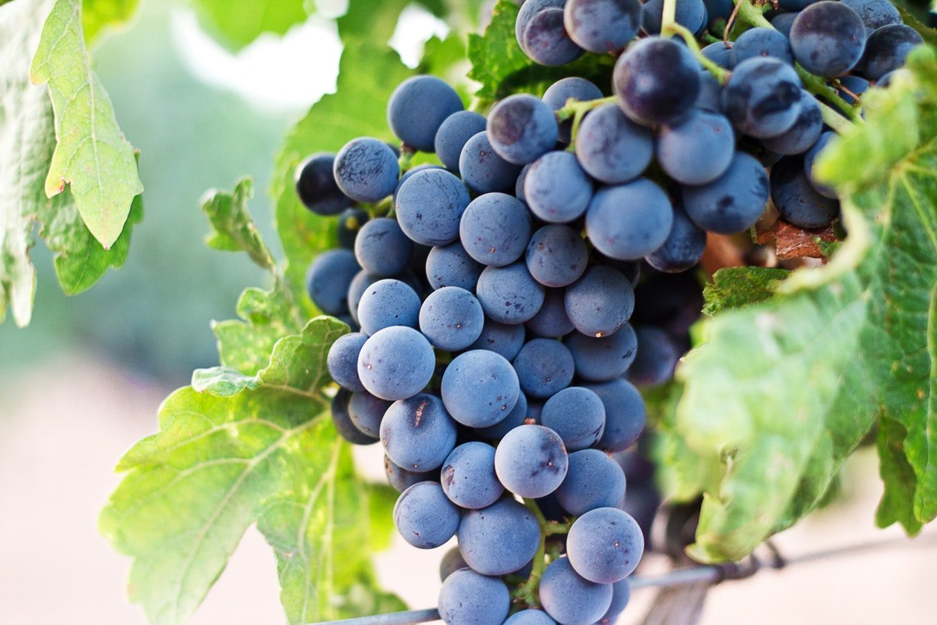 are grape vines toxic to dogs